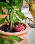 Terracotta Watering Bulb