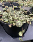 String of Turtles - Live Plant