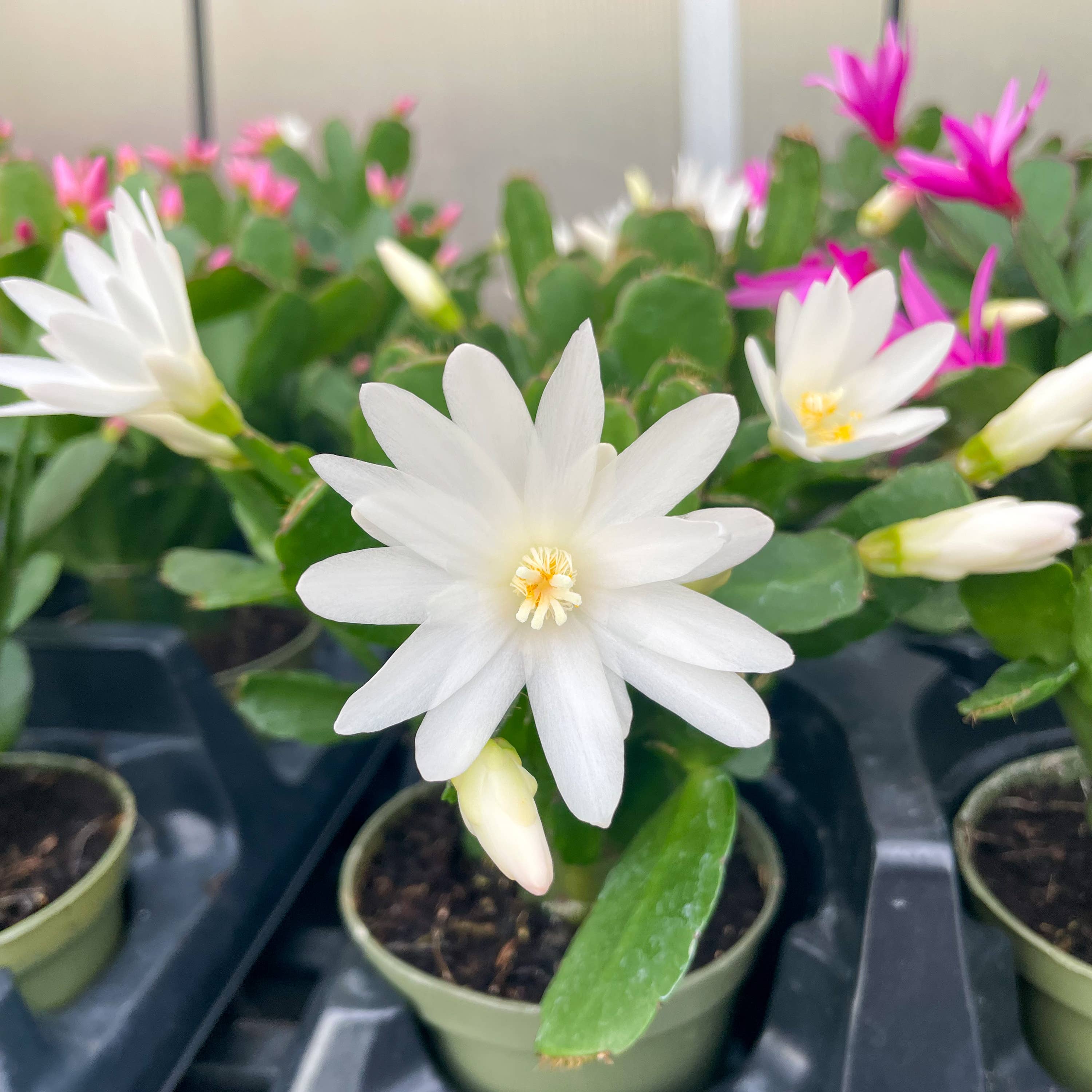 Spring Easter Cactus - Live Plant - Assorted Color