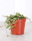String of Turtles - Live Plant