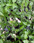 Hoya Plant (Assorted Variety) - 4" Live Plant