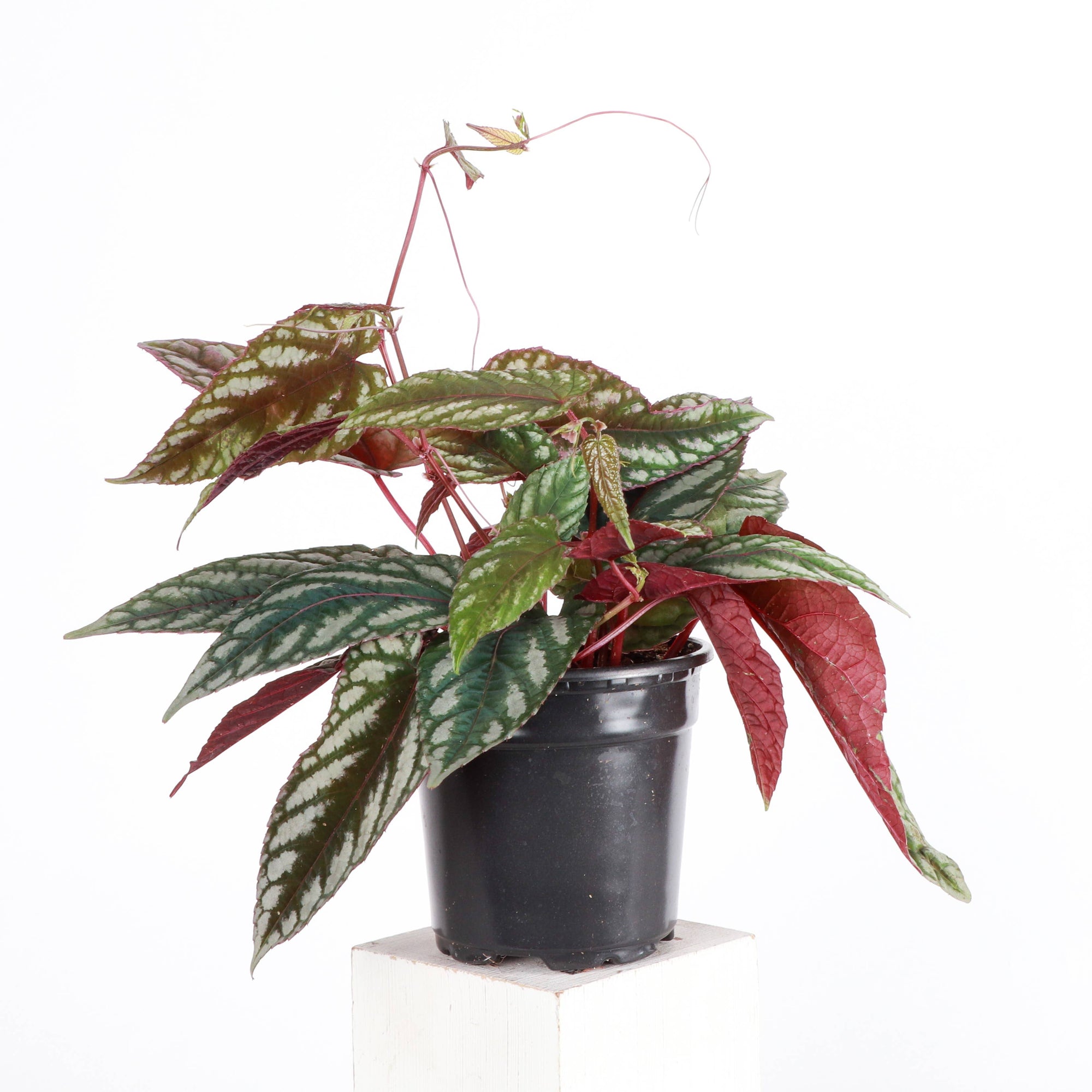 Cissus Discolor - Rex Begonia Vine - Live Plant: 4" Pot