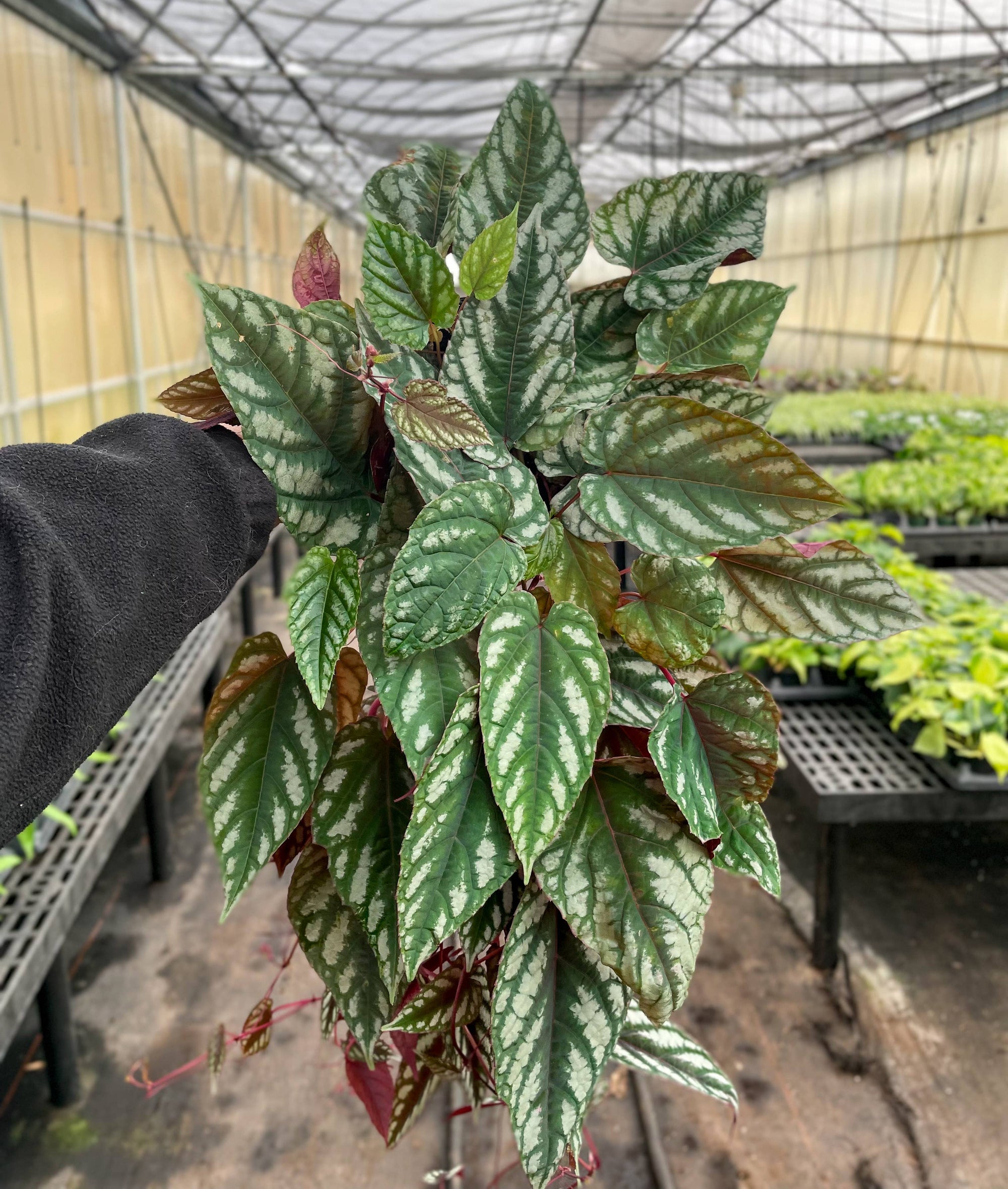 Cissus Discolor - Rex Begonia Vine - Live Plant: 4" Pot