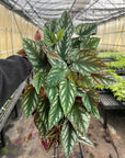 Cissus Discolor - Rex Begonia Vine - Live Plant: 4" Pot