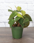 Philodendron Micans - Live Plant: 4" Pot