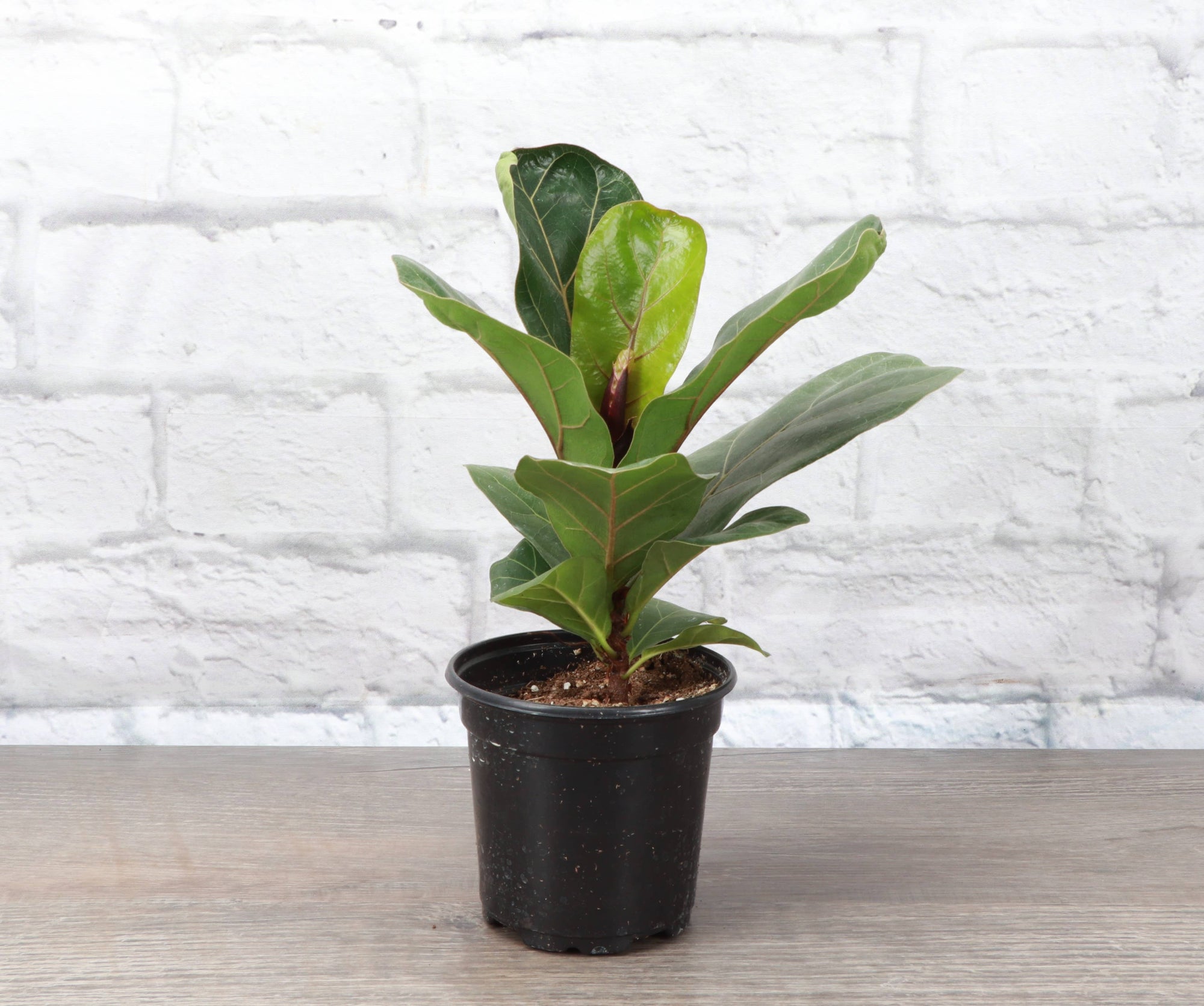 Fiddle Leaf Fig Plant - Live Plant: 6" Pot
