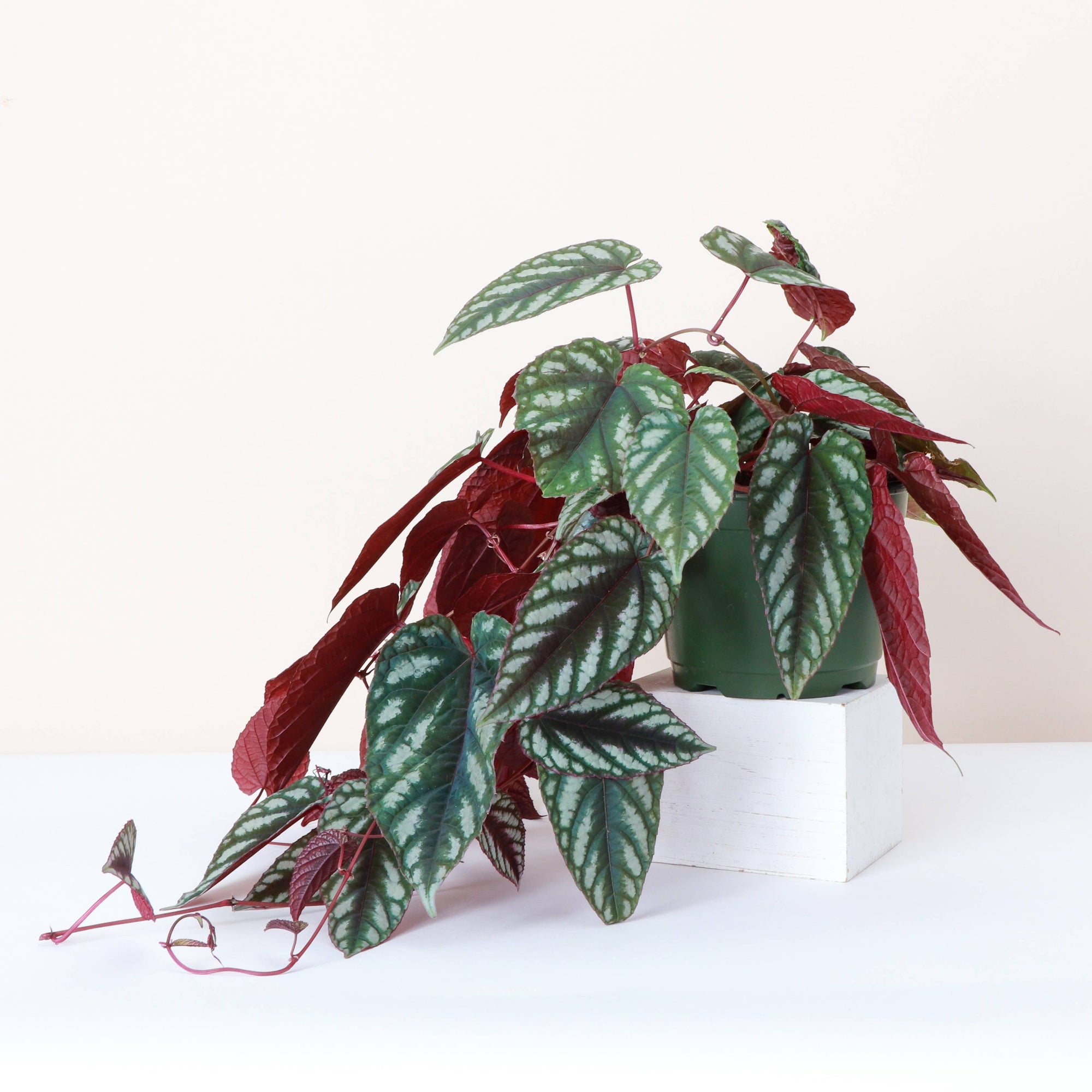Cissus Discolor - Rex Begonia Vine - Live Plant: 4" Pot