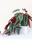 Cissus Discolor - Rex Begonia Vine - Live Plant: 4" Pot