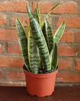 Snake 'Laurentii', Variegated Snake Plant - Live Plant