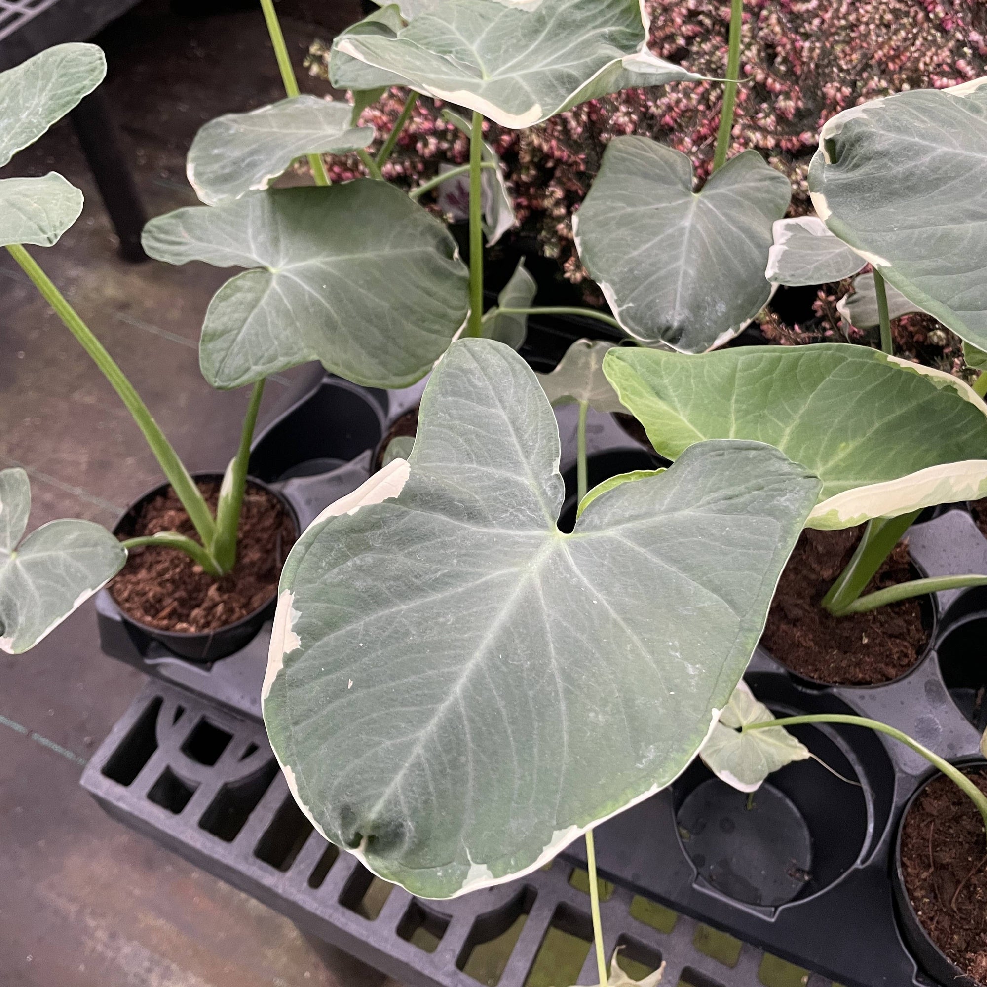 Alocasia Mickey Mouse - Live Plant
