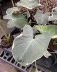 Alocasia Mickey Mouse - Live Plant