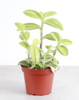 Tradescantia Fuzzy Velvet Stripe - 4" Live Plant