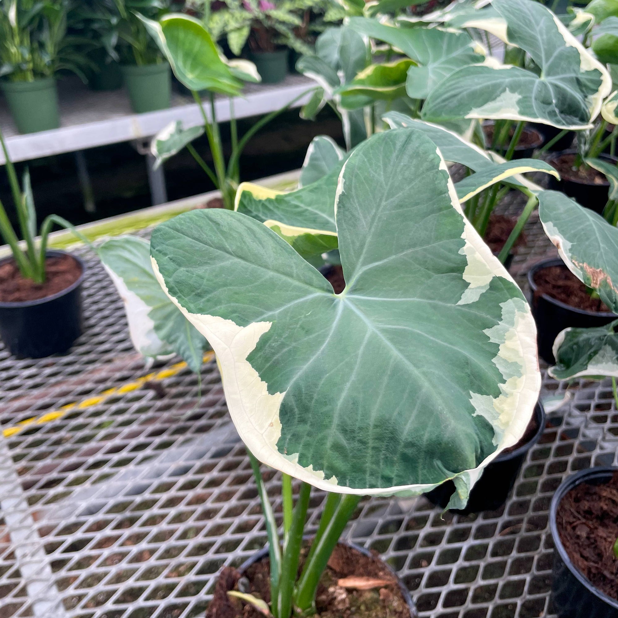 Alocasia Mickey Mouse - Live Plant