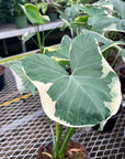 Alocasia Mickey Mouse - Live Plant