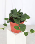 Rhaphidophora Korthalsii 4" - Shingle Plant - 4" Live Plant