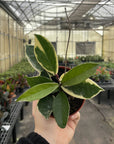 Hoya Plant (Assorted Variety) - 4" Live Plant