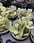 Silver Teaspoons Kalanchoe -  2" Live Plant