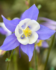 Deep Blue & White Columbine - 3" Live Plant - Perennial
