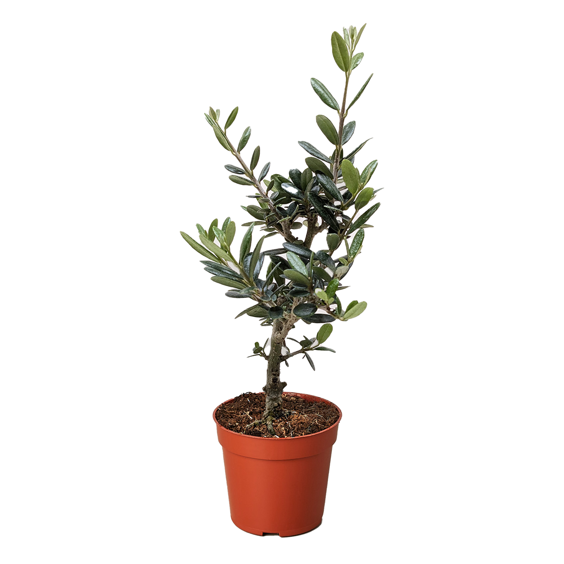 Common Olive Tree (Olea europaea)