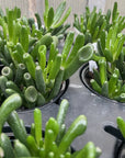 Ogre Ears Jade Plant - Live Plant