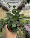 Rhaphidophora Korthalsii 4" - Shingle Plant - 4" Live Plant