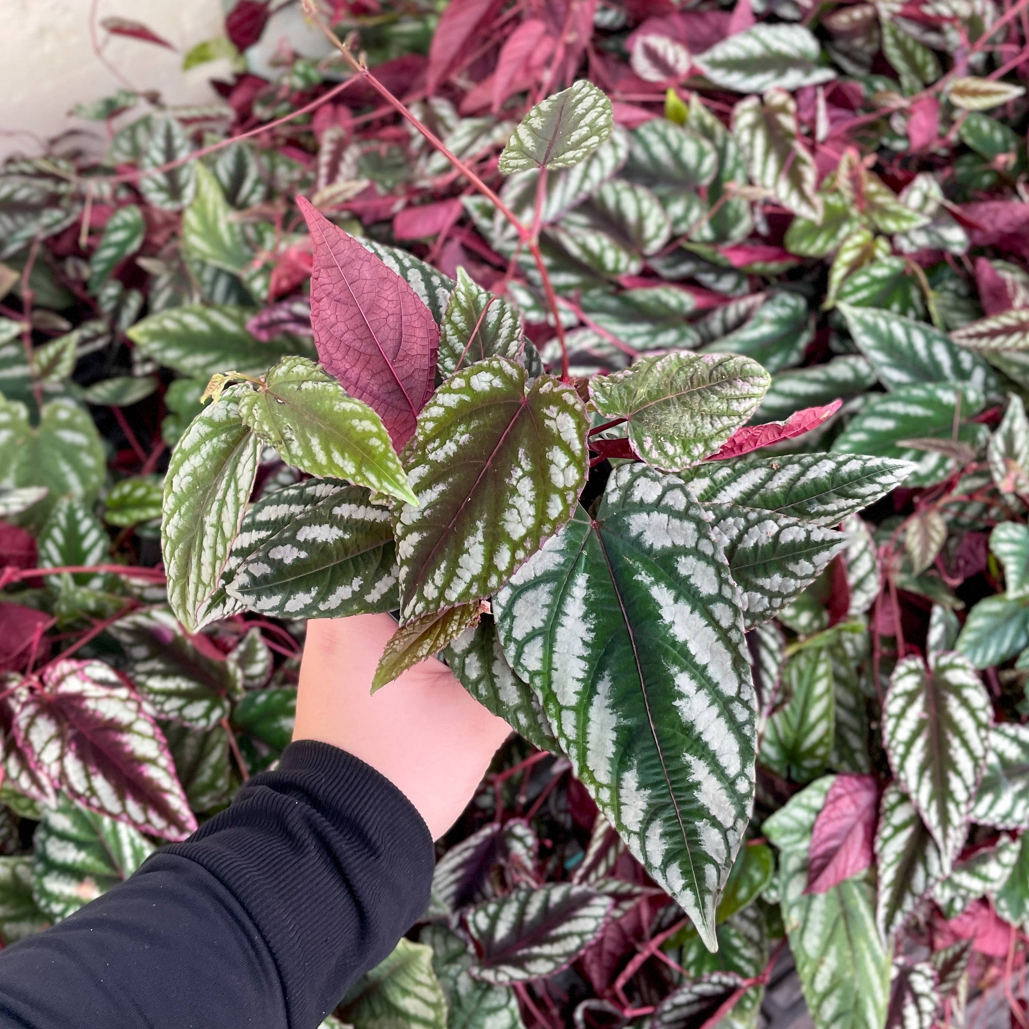 Cissus Discolor - Rex Begonia Vine - Live Plant: 4" Pot