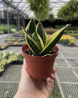 Bird's Nest Snake Plant - Live Plant - Assorted Varieties