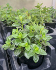 Goldfish Plant - Live Plant