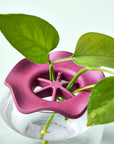 Botanical Keepers - Set of 2