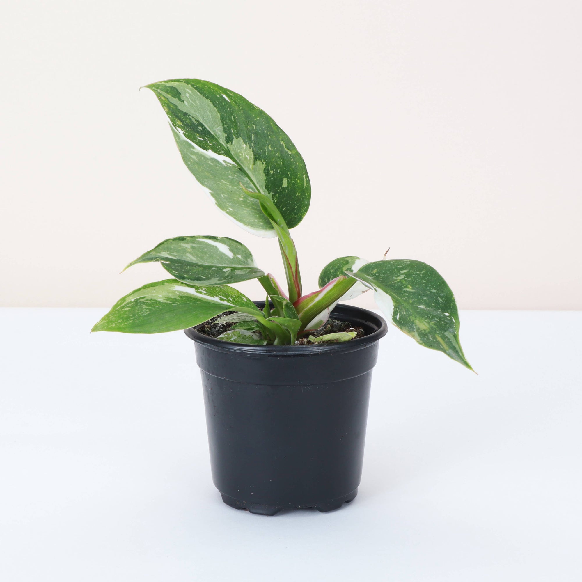 Philodendron White Princess - 4" Live Plant