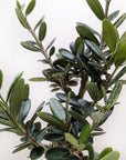 Common Olive Tree (Olea europaea)