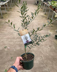 Common Olive Tree (Olea europaea)