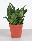 Bird's Nest Snake Plant - Live Plant - Assorted Varieties