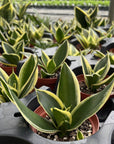 Bird's Nest Snake Plant - Live Plant - Assorted Varieties