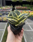 Bird's Nest Snake Plant - Live Plant - Assorted Varieties
