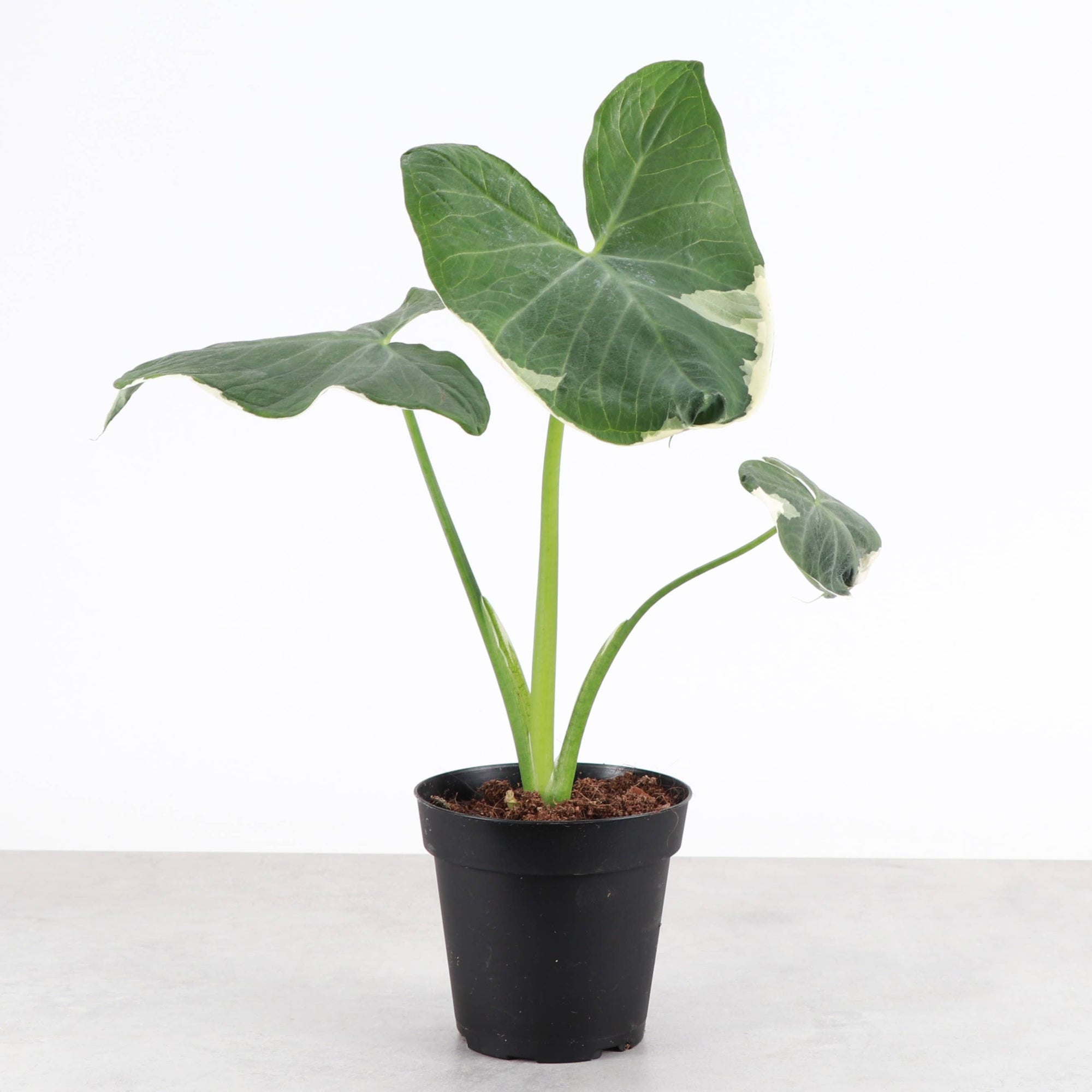 Alocasia Mickey Mouse - Live Plant