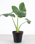 Alocasia Mickey Mouse - Live Plant