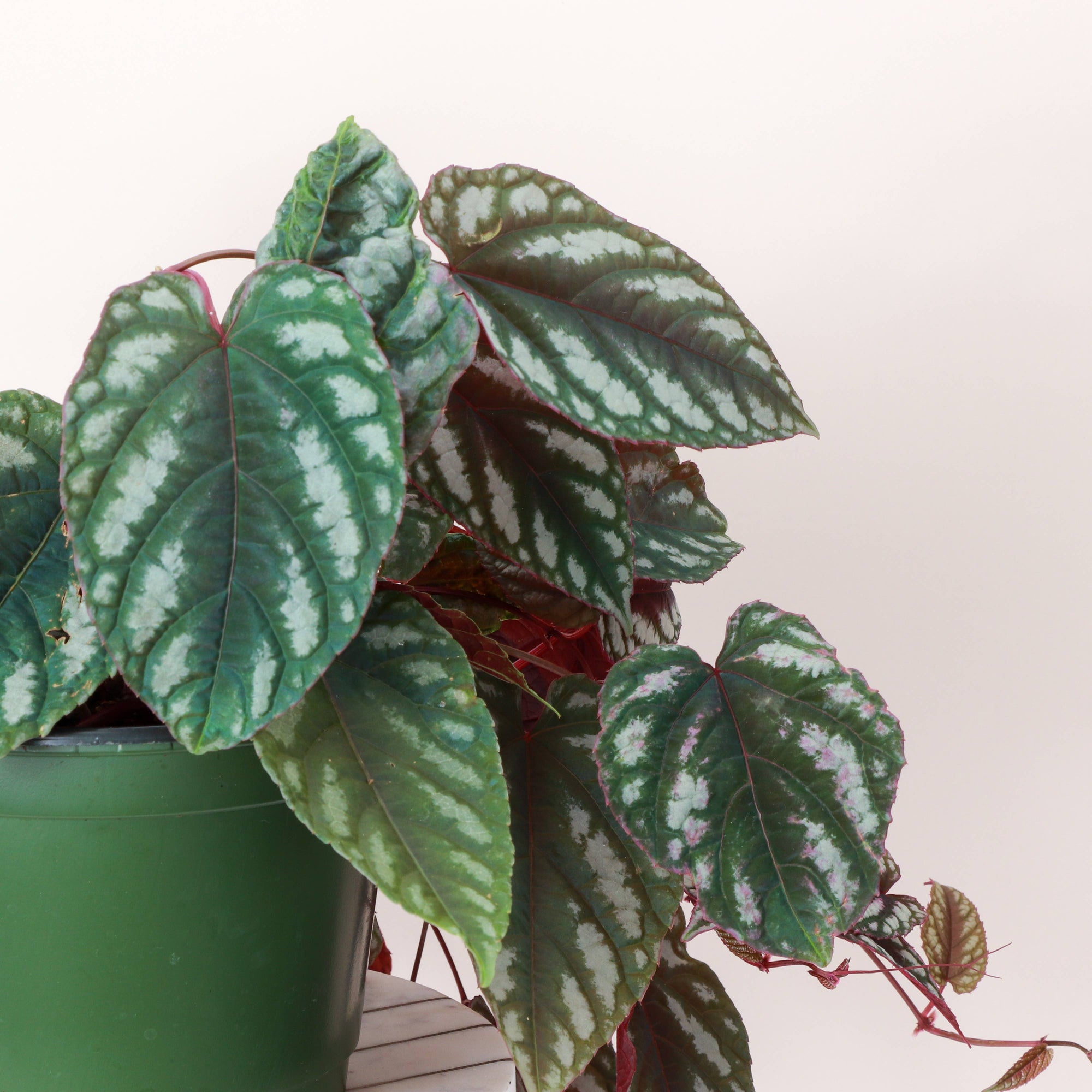 Cissus Discolor - Rex Begonia Vine - Live Plant: 4" Pot