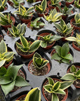 Bird's Nest Snake Plant - Live Plant - Assorted Varieties
