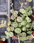 String of Turtles - Live Plant