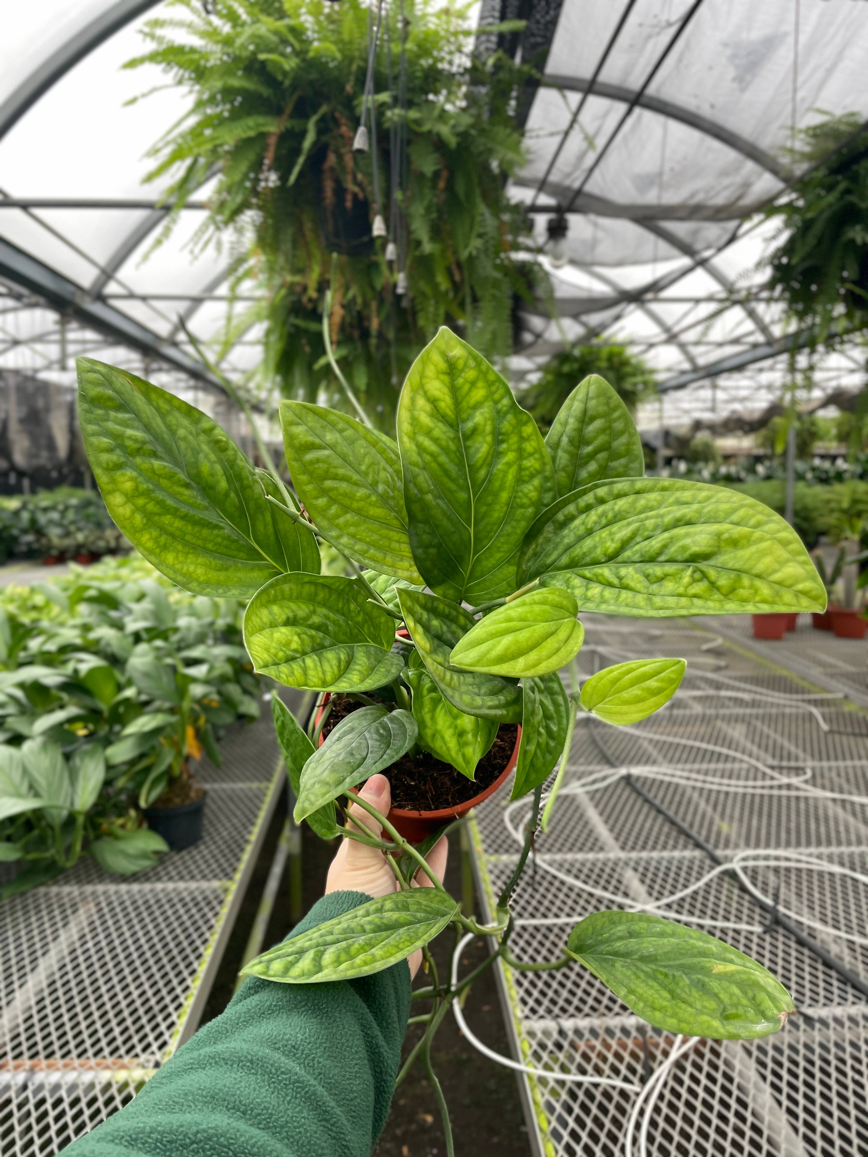Monstera Peru - Live Plant