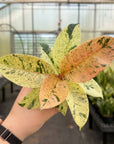 Ficus Shivereana Moonshine Variegated - 4" Live Plant - Rare