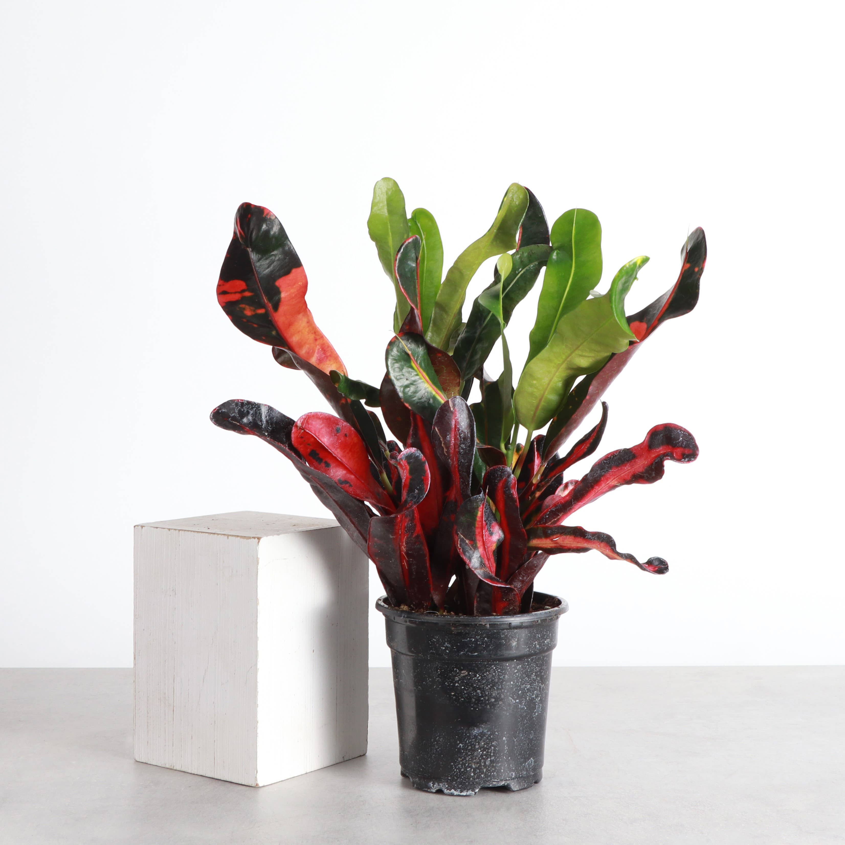 Mammy Croton - Live Plant