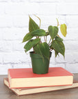 Philodendron Micans - Live Plant: 4" Pot
