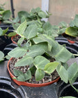 Rhaphidophora Korthalsii 4" - Shingle Plant - 4" Live Plant