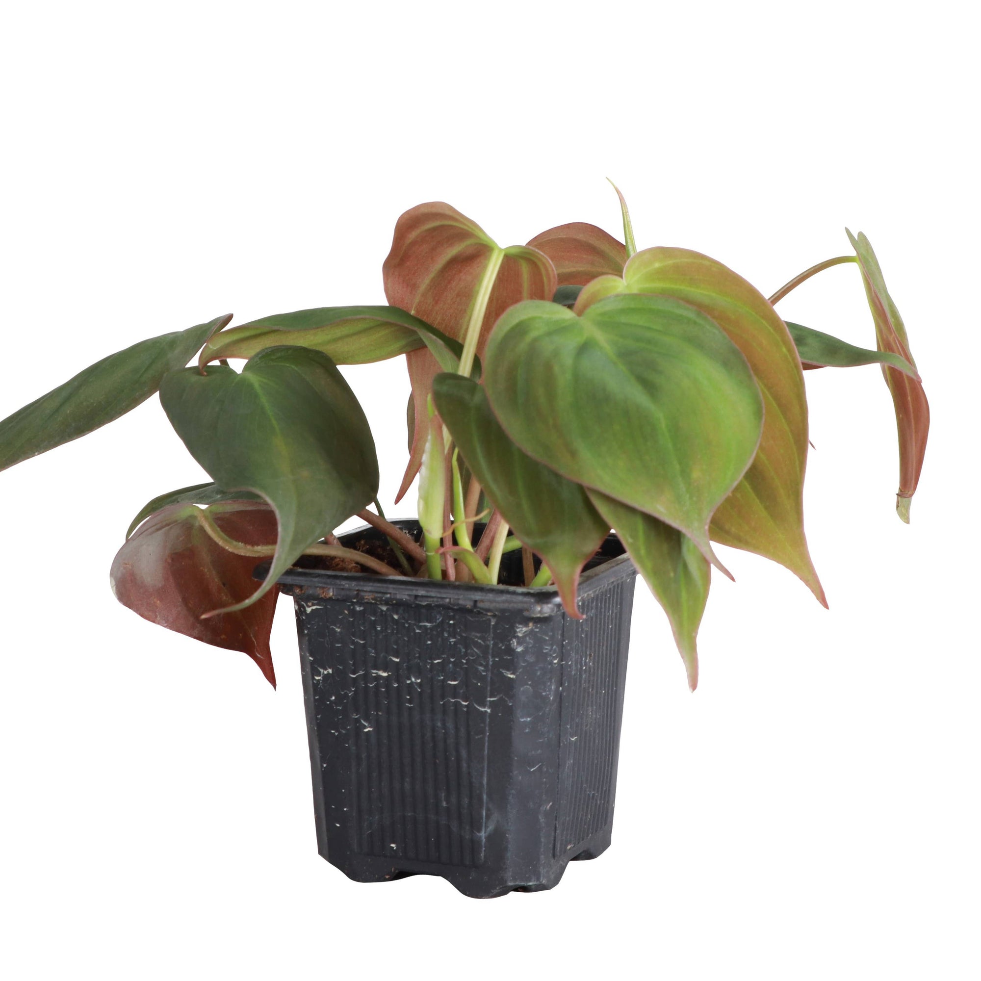 Philodendron Micans - Live Plant: 4" Pot