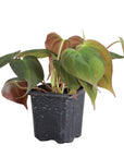 Philodendron Micans - Live Plant: 4" Pot