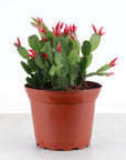 Spring Easter Cactus - Live Plant - Assorted Color