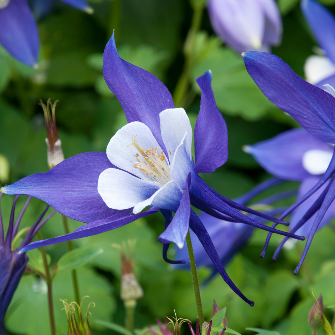 Deep Blue &amp; White Columbine - 3" Live Plant - Perennial