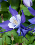 Deep Blue & White Columbine - 3" Live Plant - Perennial